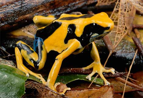 frog