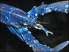 _45191361_blue_lobster_226.jpg